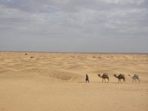 砂漠では夜になると180度 星の海。平地で星を真横に見る体験は日本では難しい